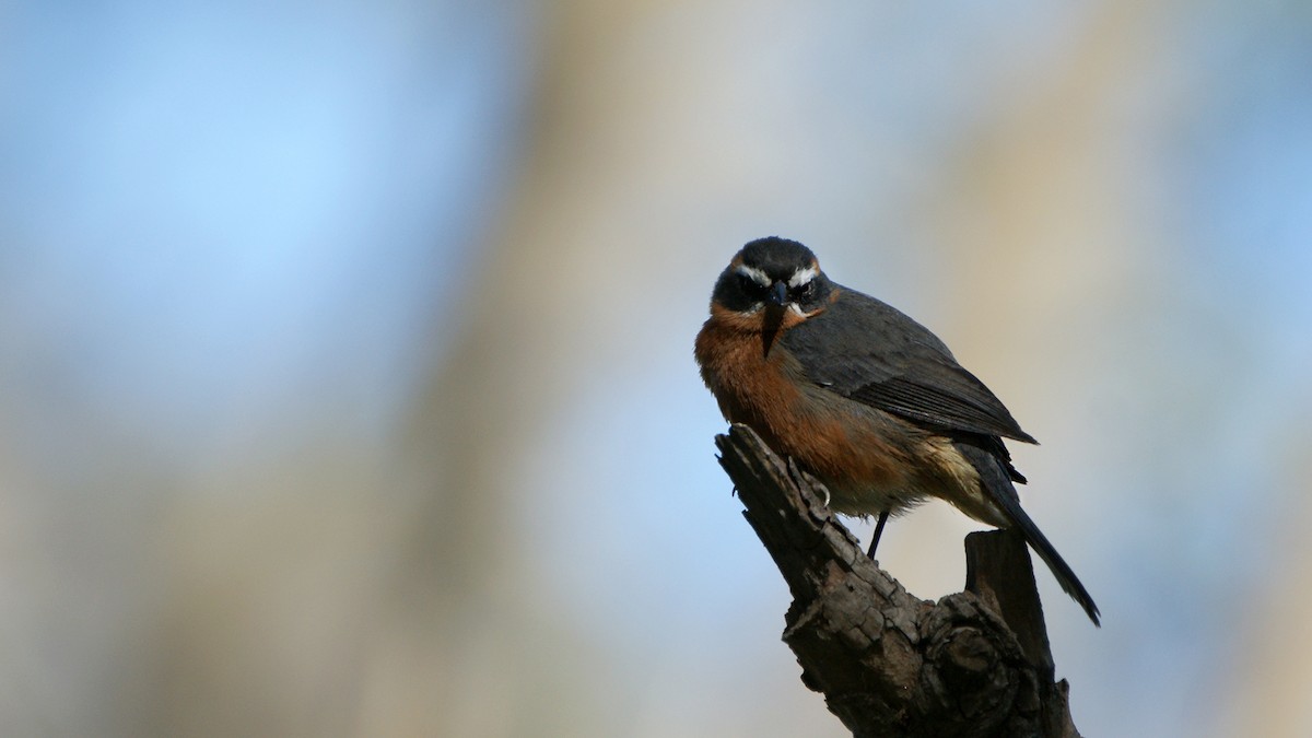 Black-and-rufous Warbling Finch - ML620724103