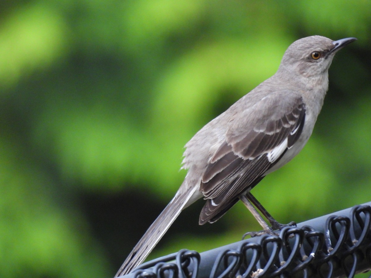 Northern Mockingbird - ML620724109