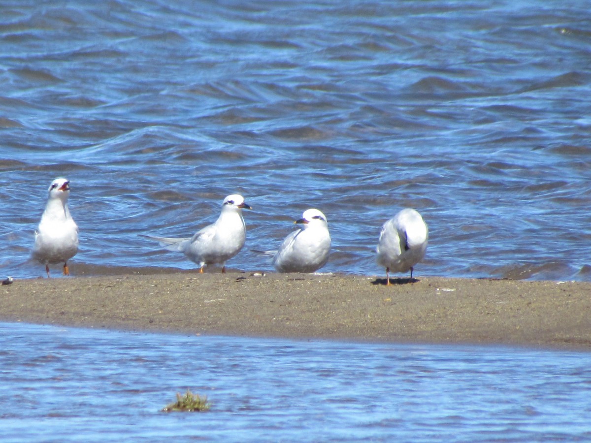 Snowy-crowned Tern - ML620724111