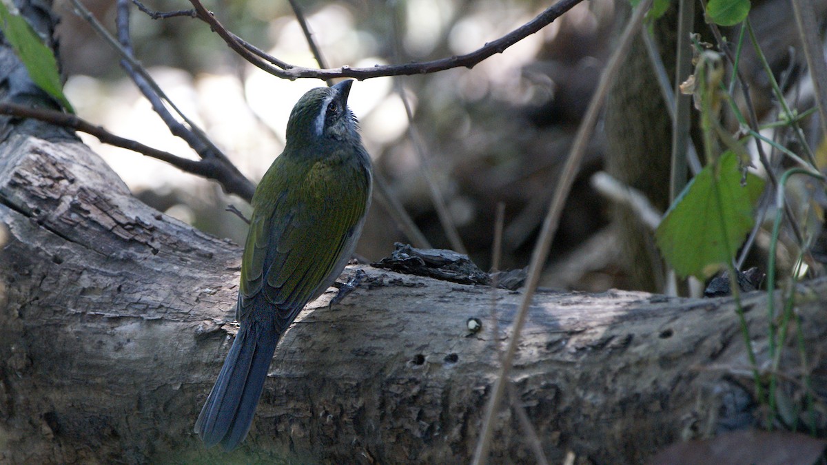 Green-winged Saltator - ML620724127