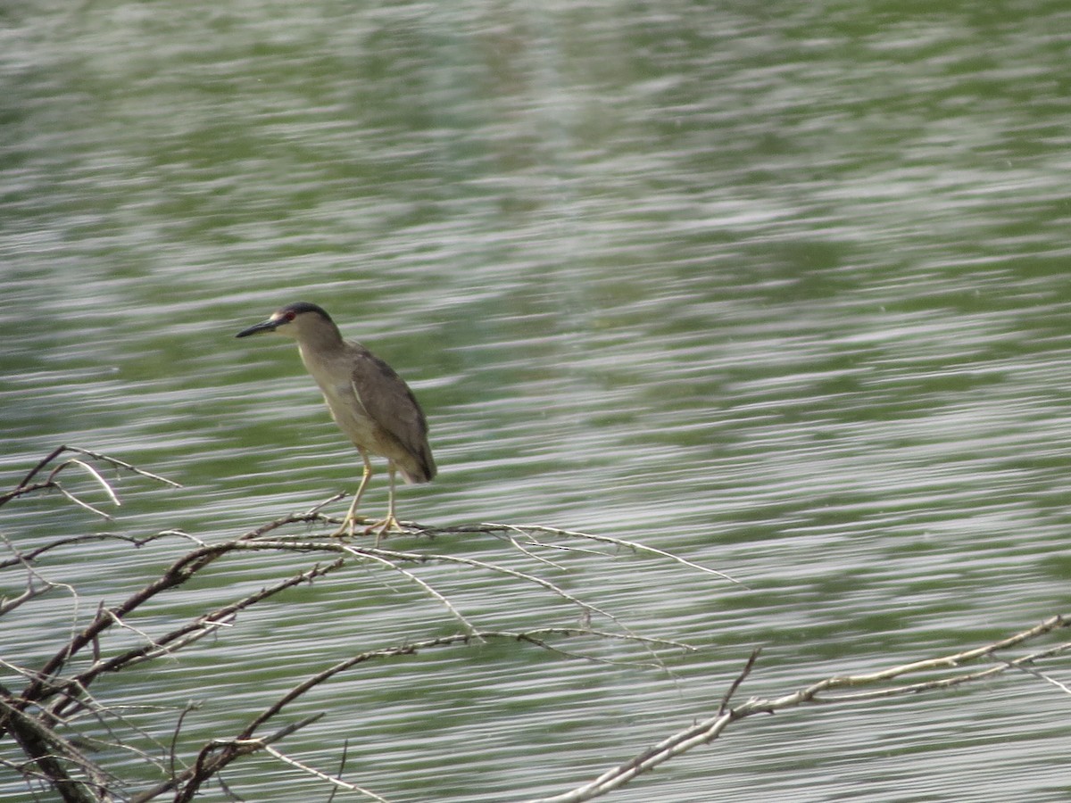 Black-crowned Night Heron - ML620724132