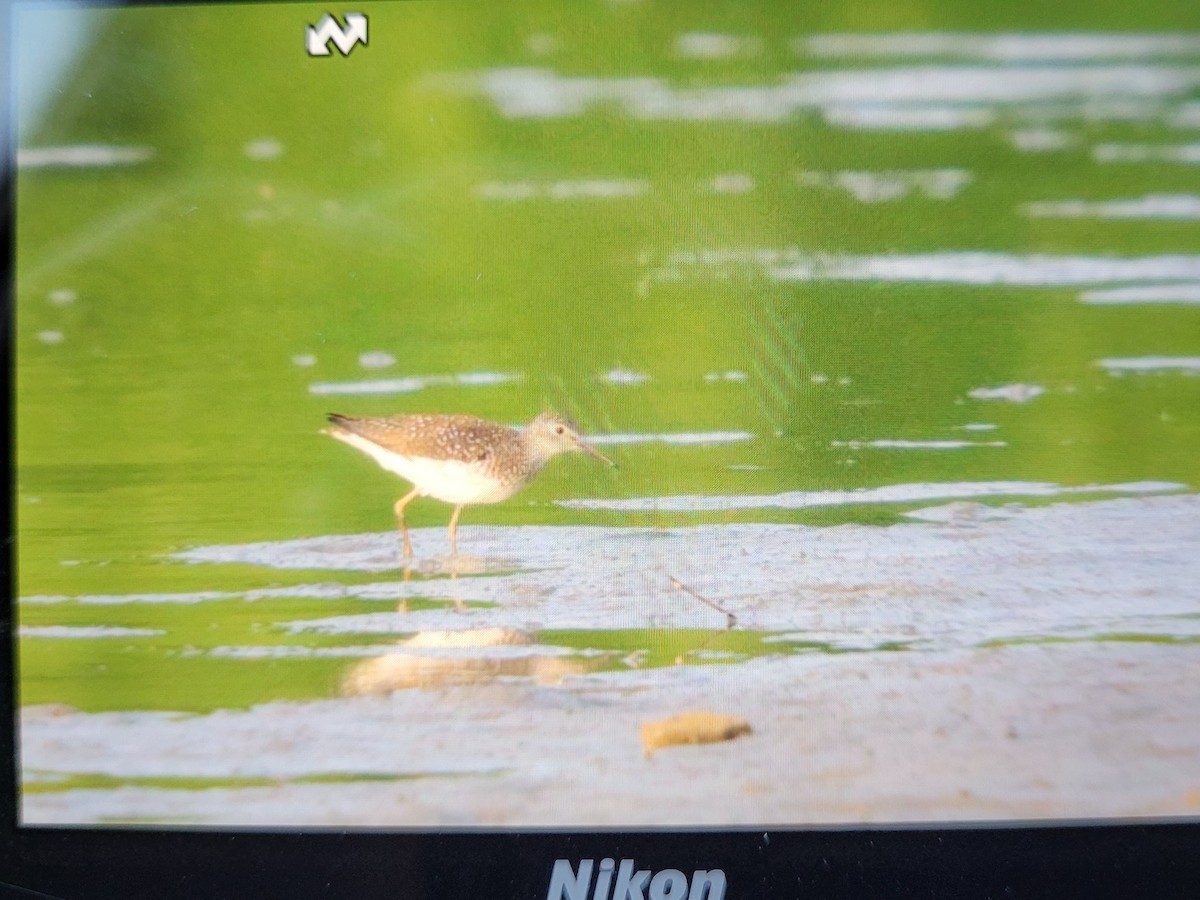 Solitary Sandpiper - Michael Hochstetler