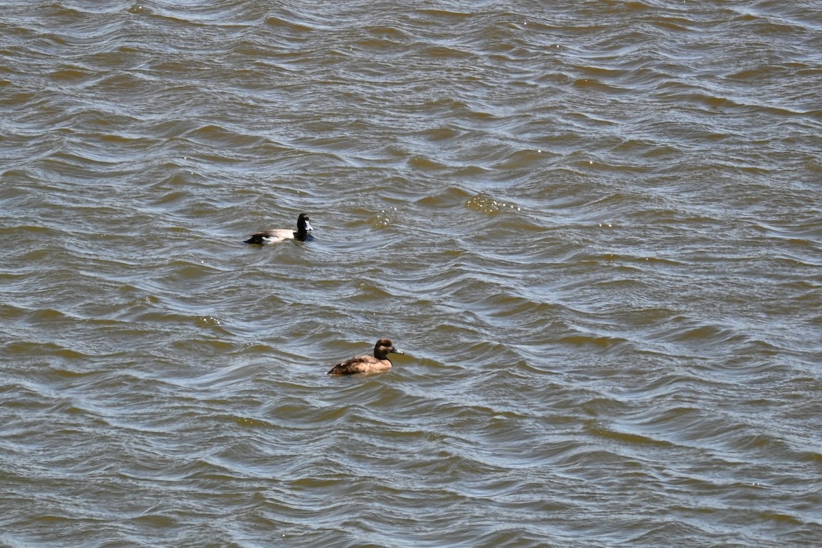 Lesser Scaup - ML620724142