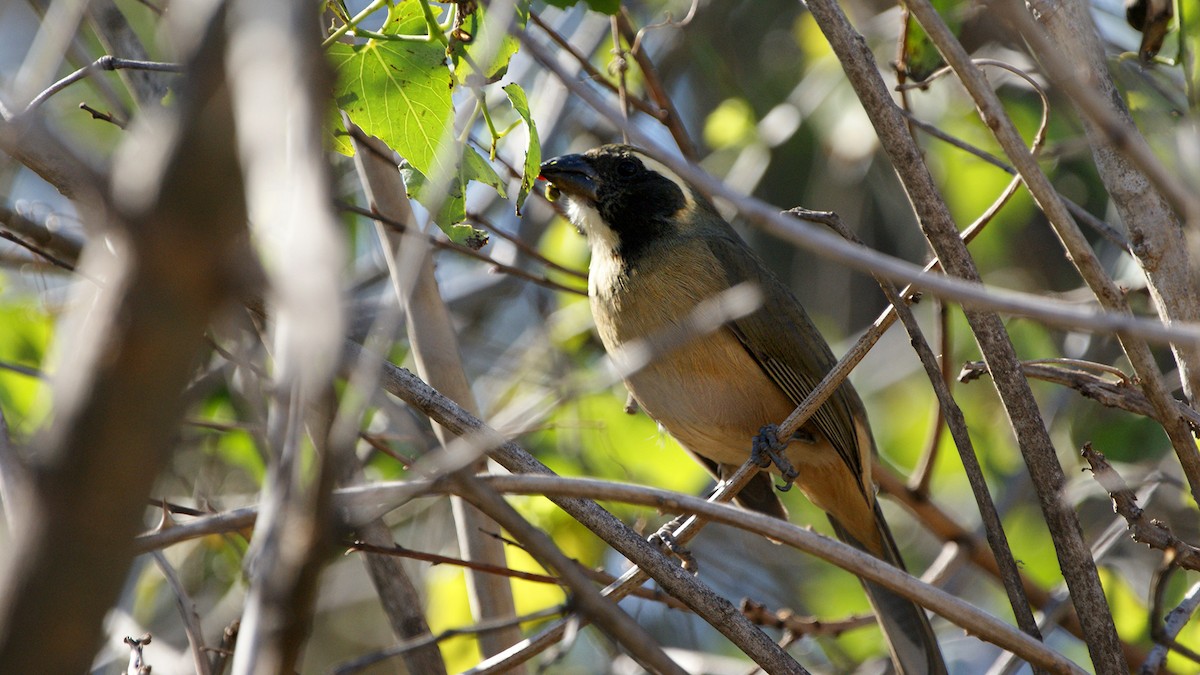 Golden-billed Saltator - ML620724155