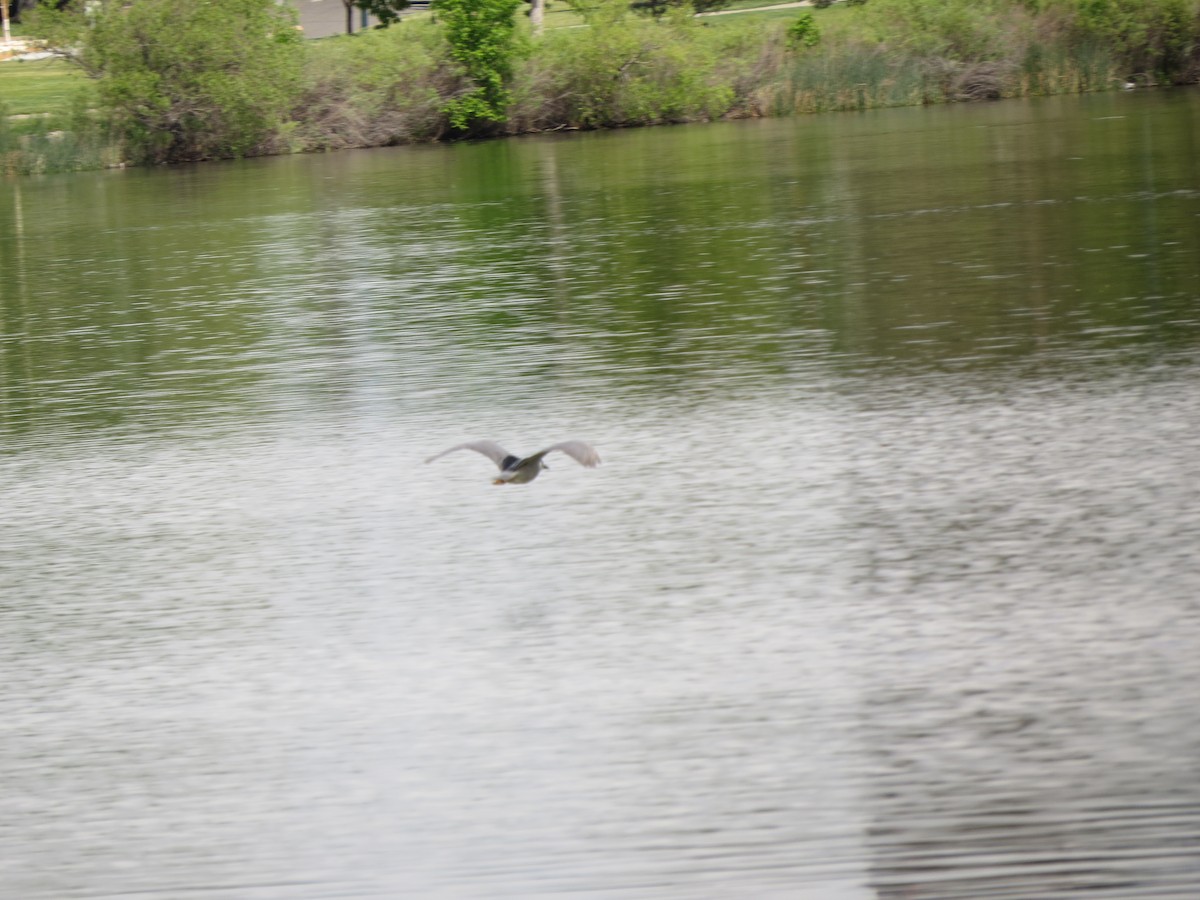 Black-crowned Night Heron - ML620724161