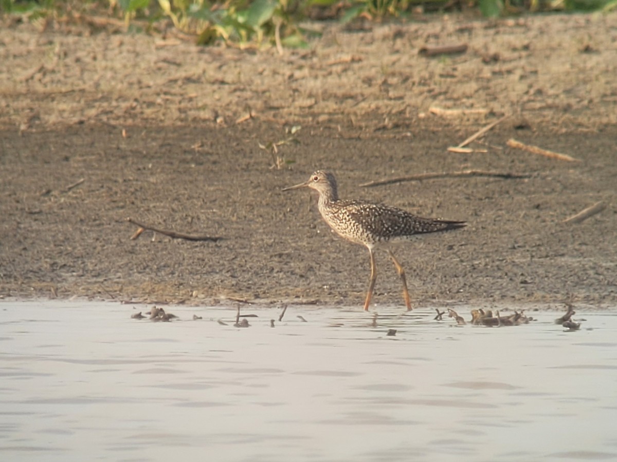 Greater Yellowlegs - ML620724164