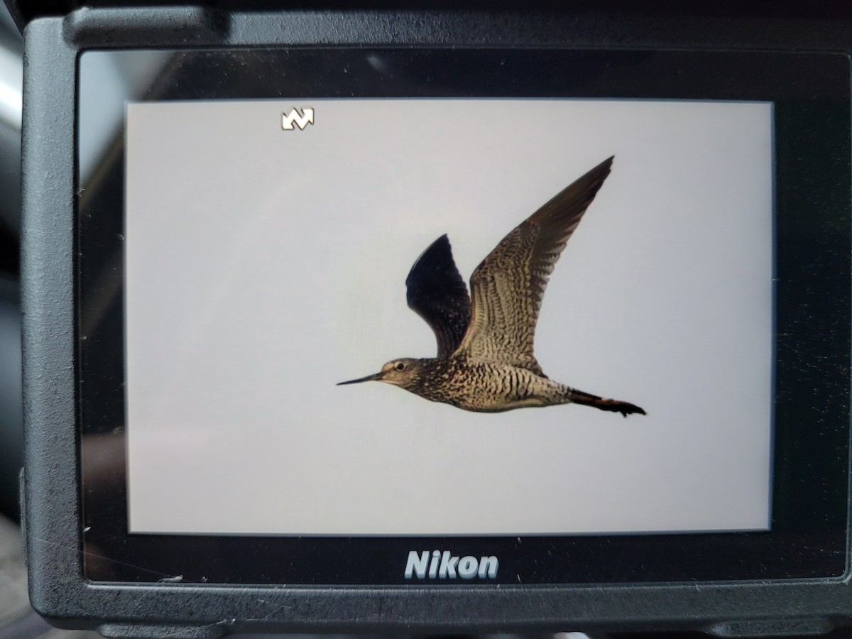 Greater Yellowlegs - ML620724165