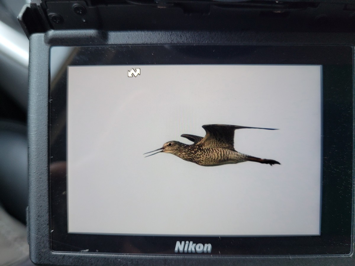 Greater Yellowlegs - ML620724166