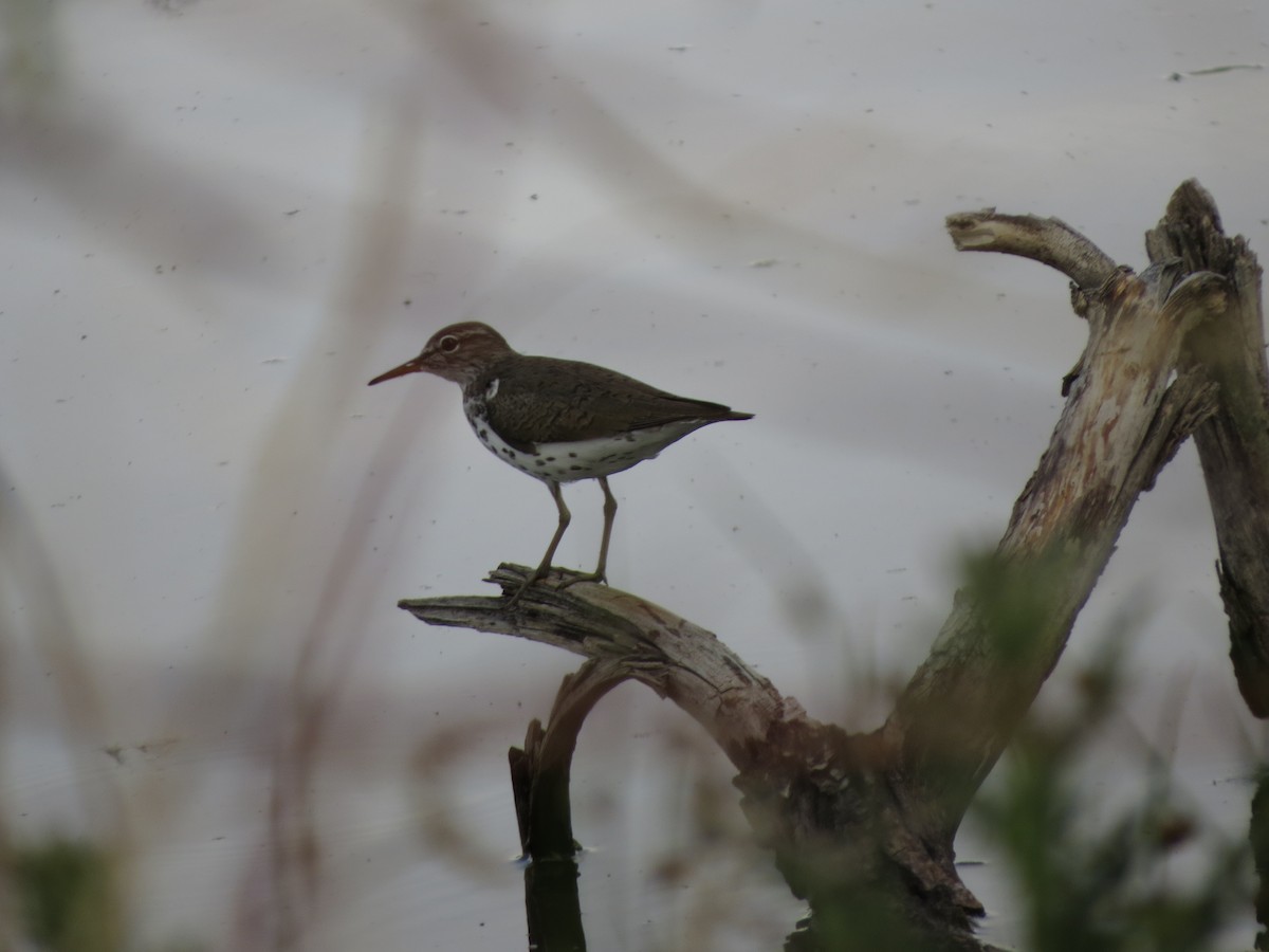 Spotted Sandpiper - ML620724176