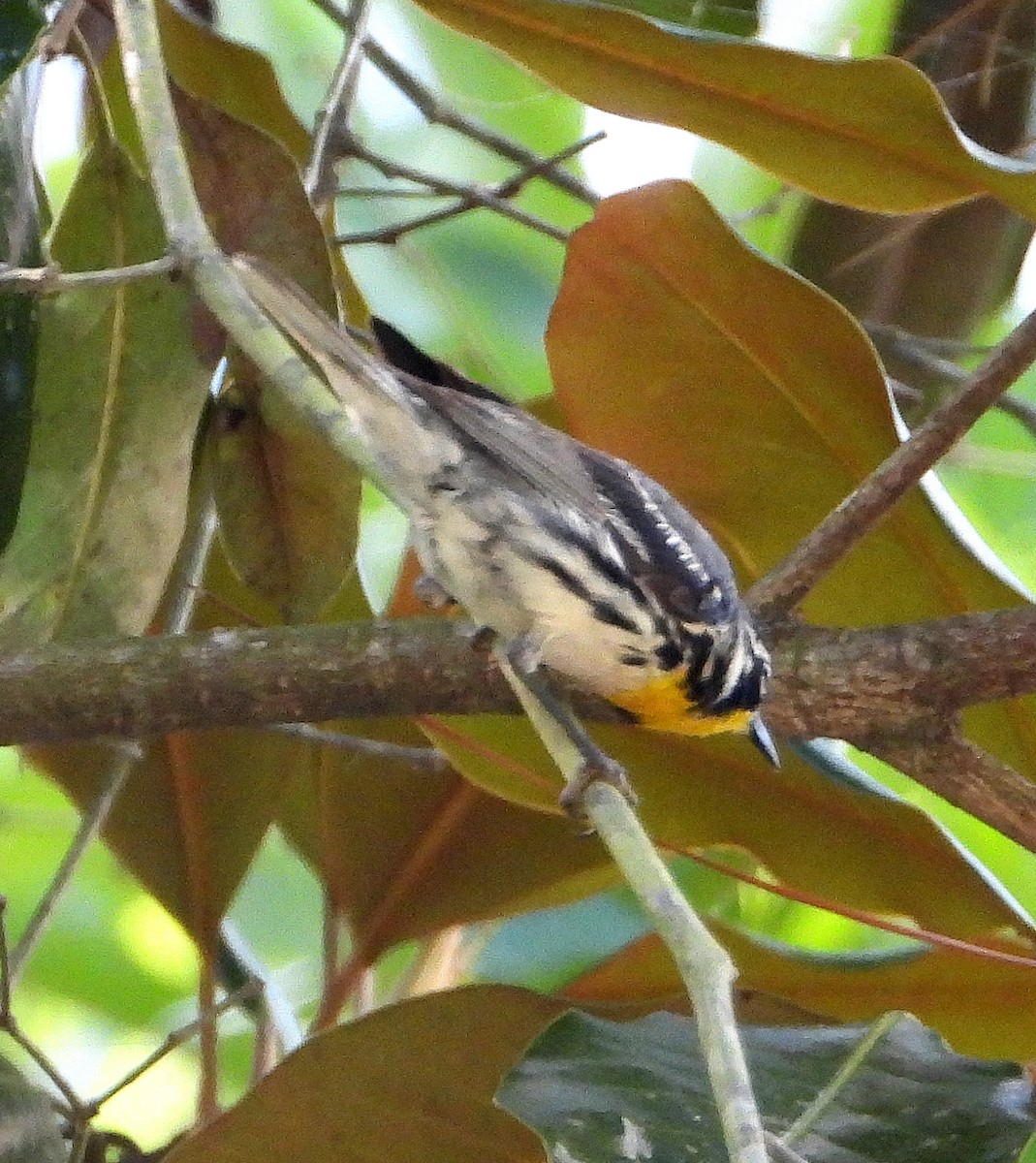 Yellow-throated Warbler - Jay Huner