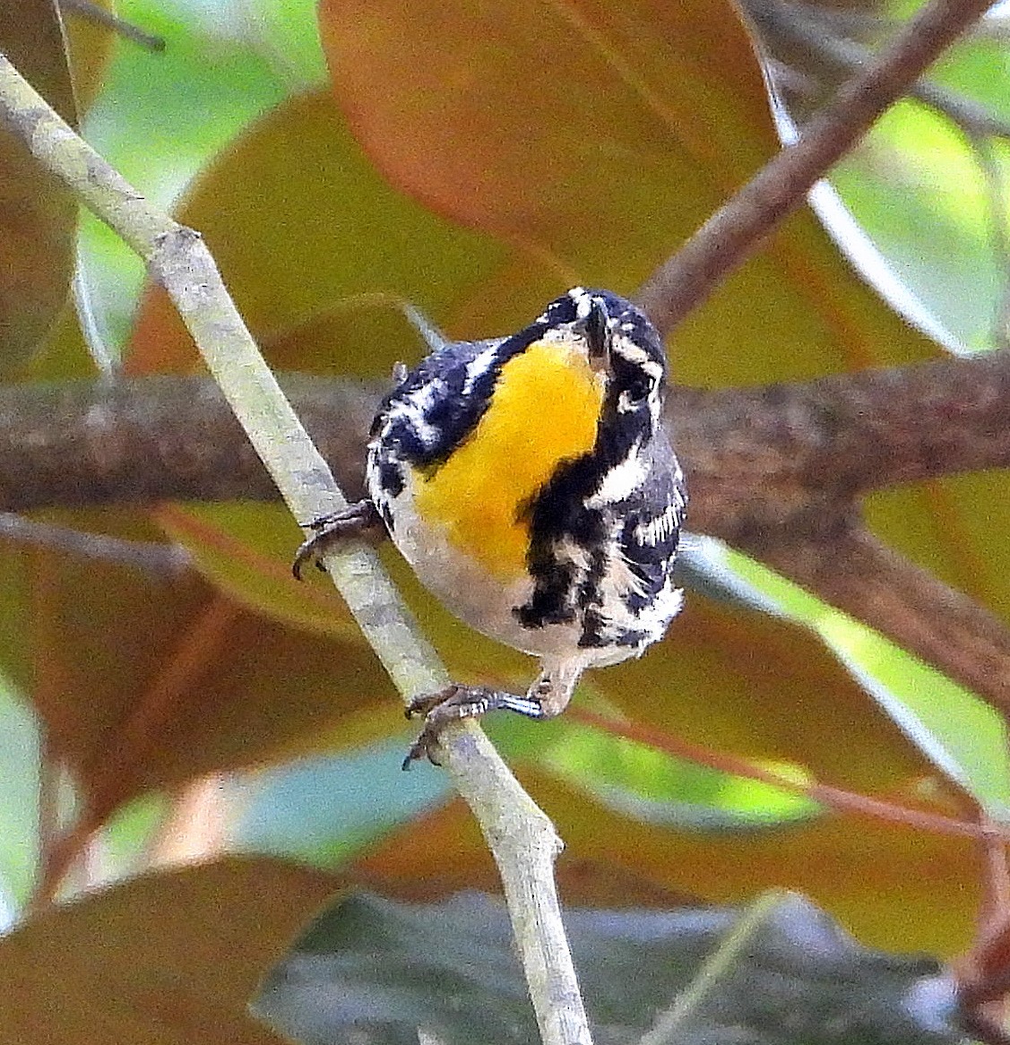 Yellow-throated Warbler - ML620724197