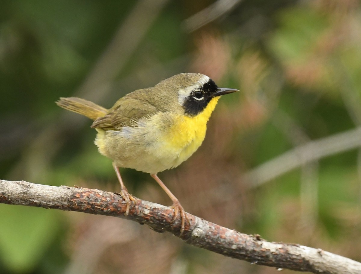 Common Yellowthroat - ML620724198