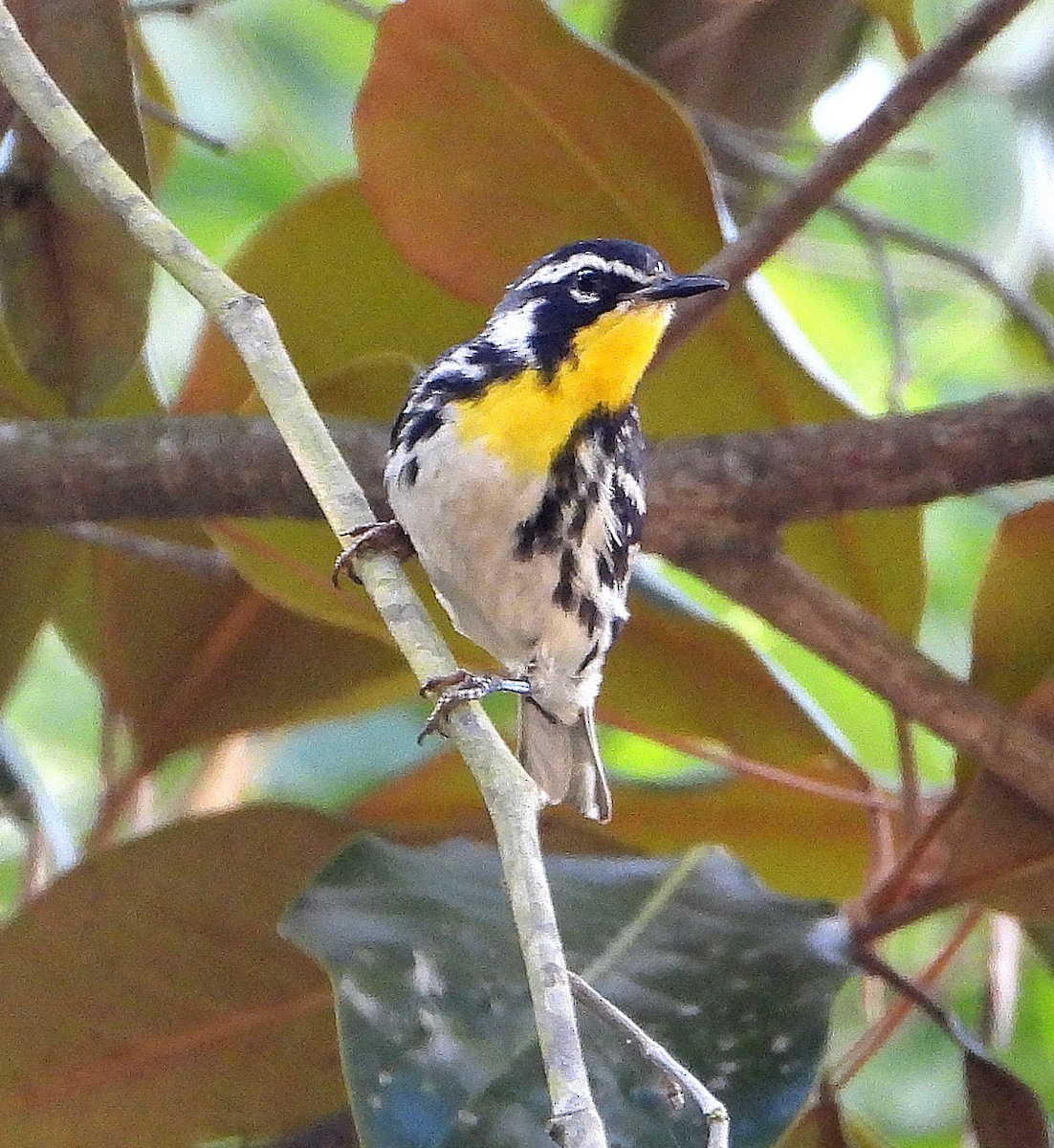 Yellow-throated Warbler - ML620724201
