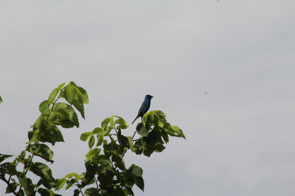 Passerin indigo - ML620724202