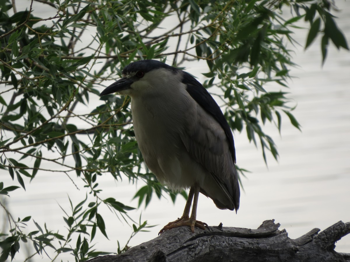 Black-crowned Night Heron - ML620724206