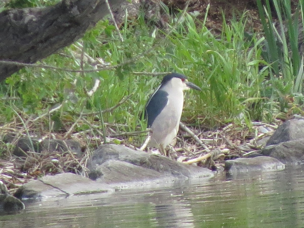 Black-crowned Night Heron - ML620724208