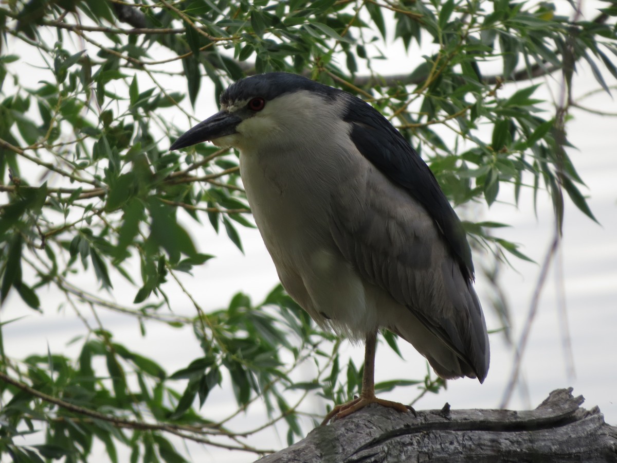 Black-crowned Night Heron - ML620724209