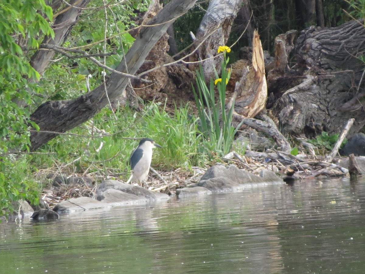 Black-crowned Night Heron - ML620724211