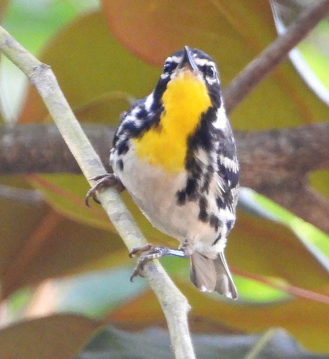 Paruline à gorge jaune - ML620724213