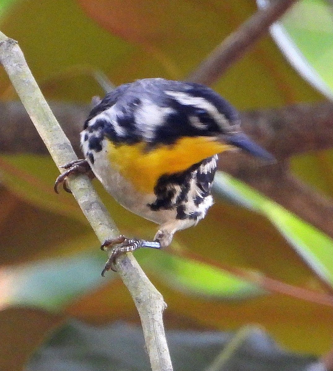 Yellow-throated Warbler - ML620724214