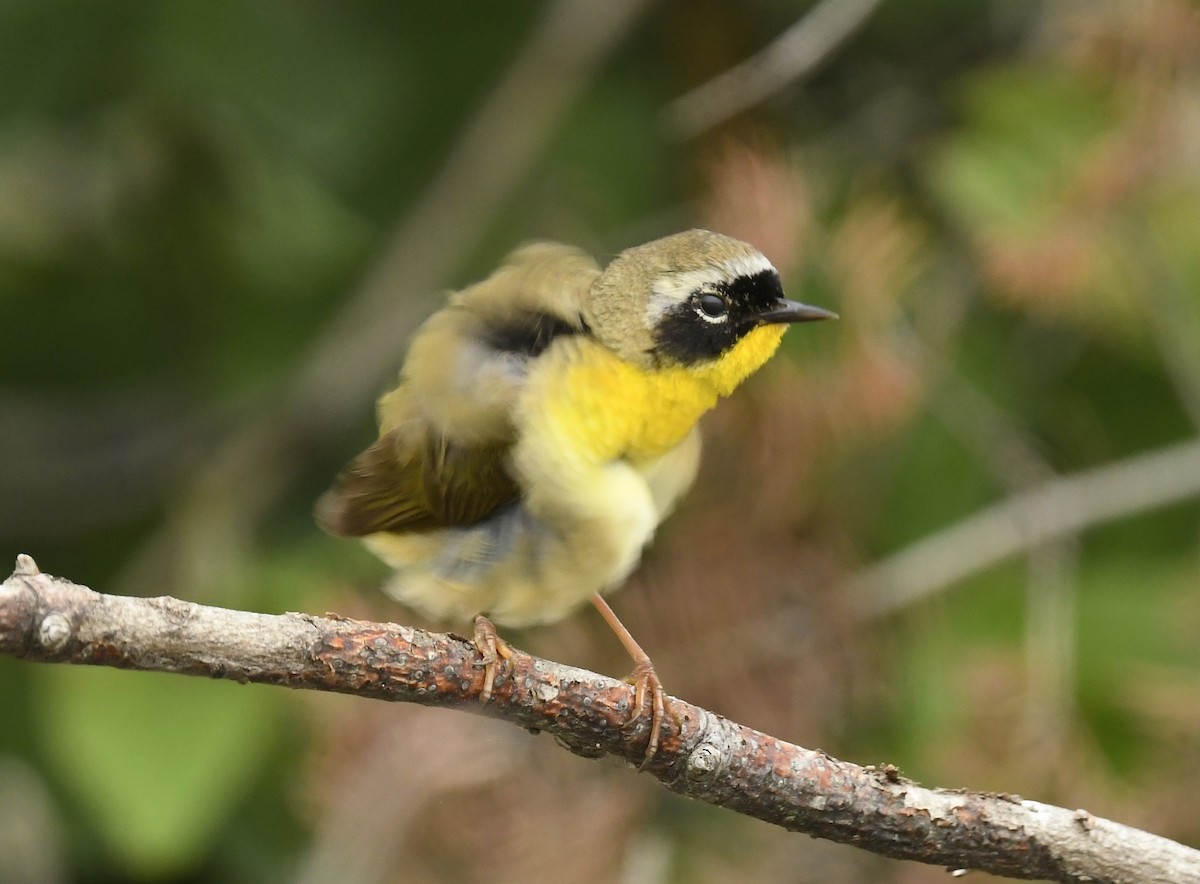 Common Yellowthroat - ML620724218