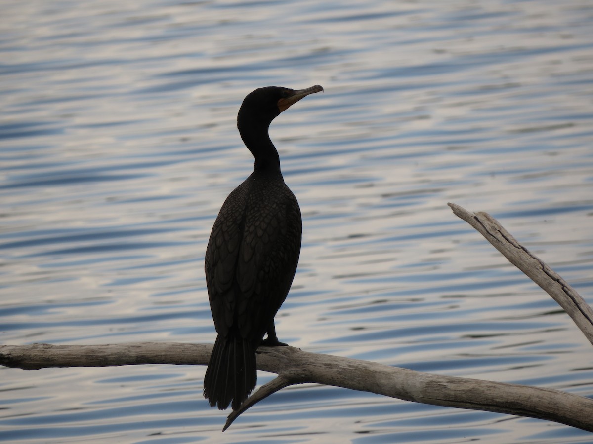 Double-crested Cormorant - ML620724232