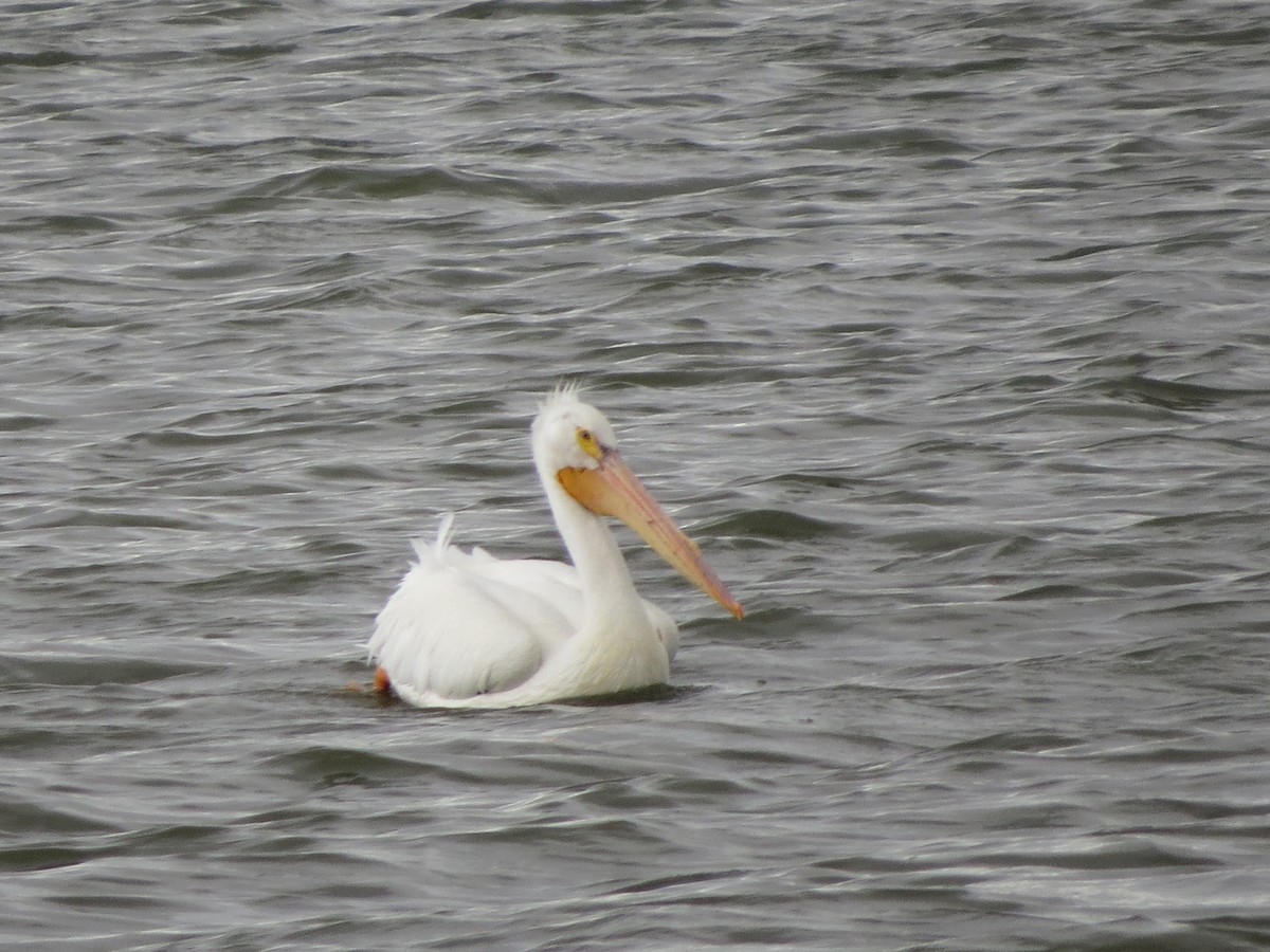 American White Pelican - ML620724236