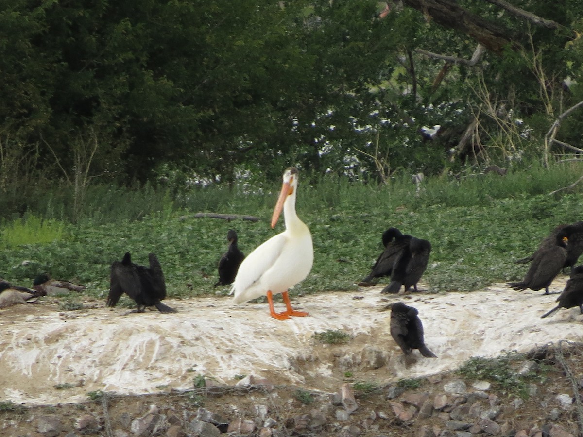 American White Pelican - ML620724237