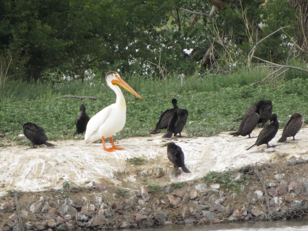 American White Pelican - ML620724238