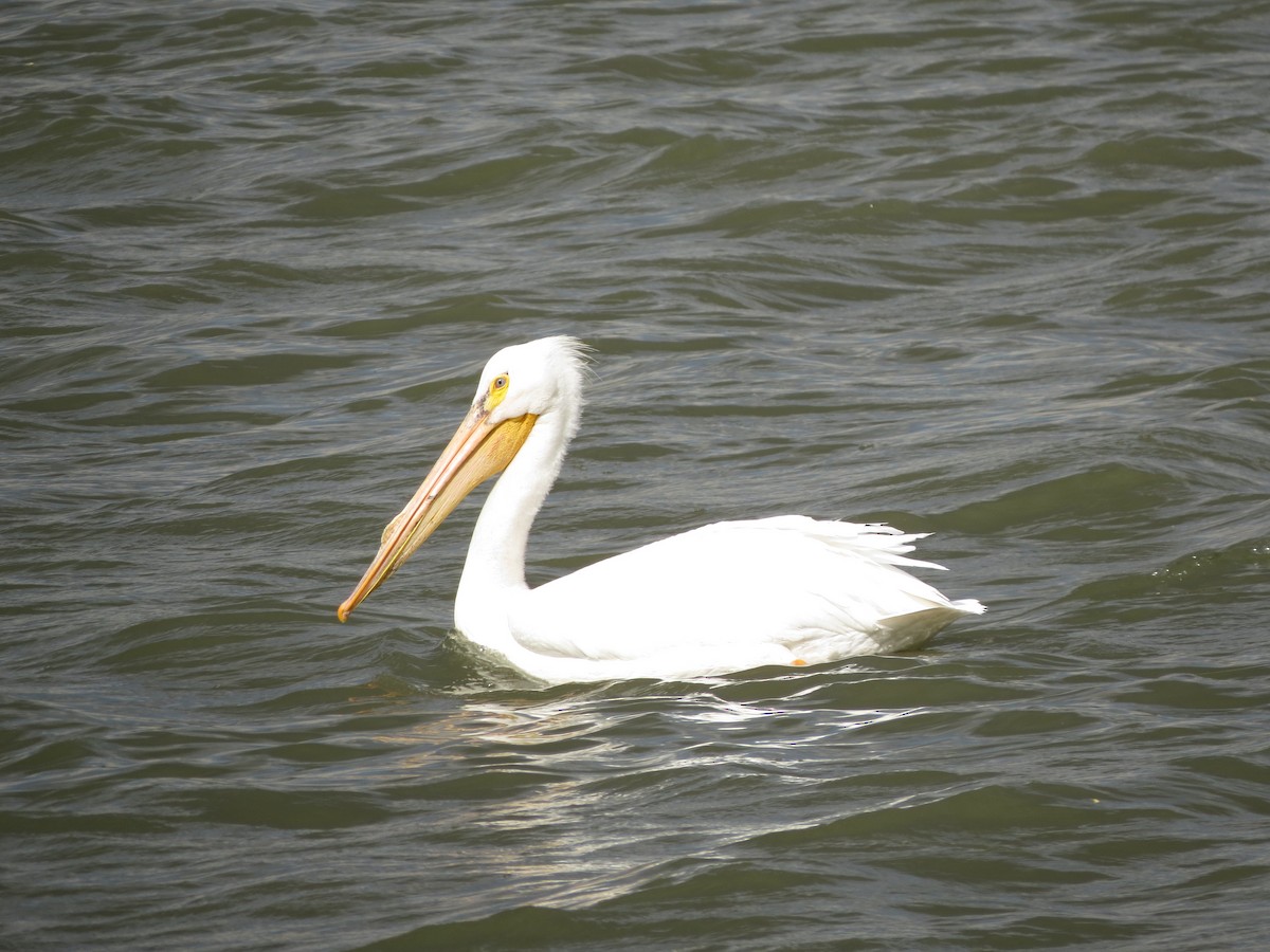 American White Pelican - ML620724241