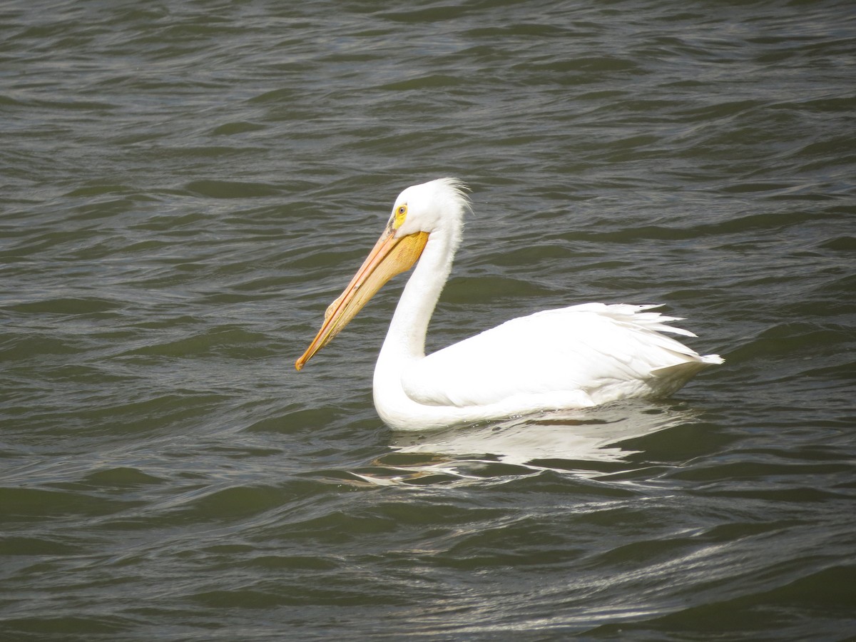 American White Pelican - ML620724242