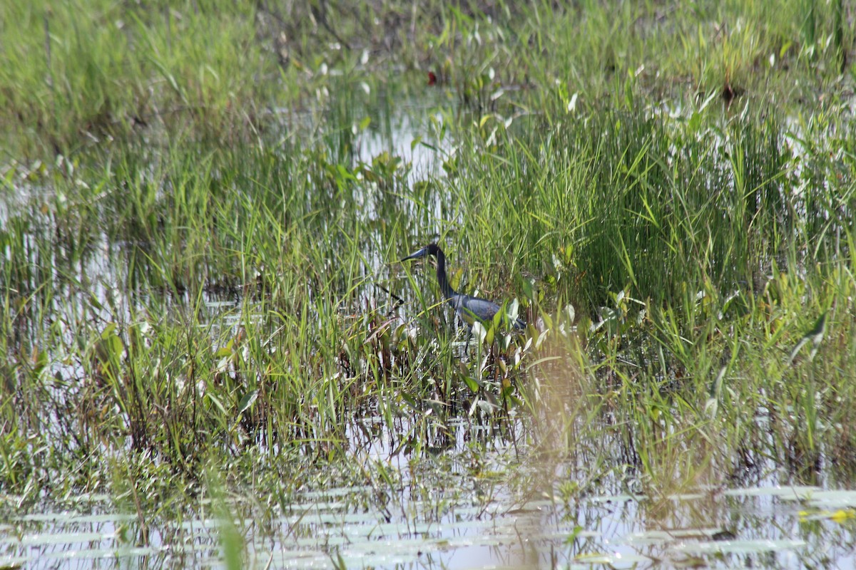 Little Blue Heron - ML620724254