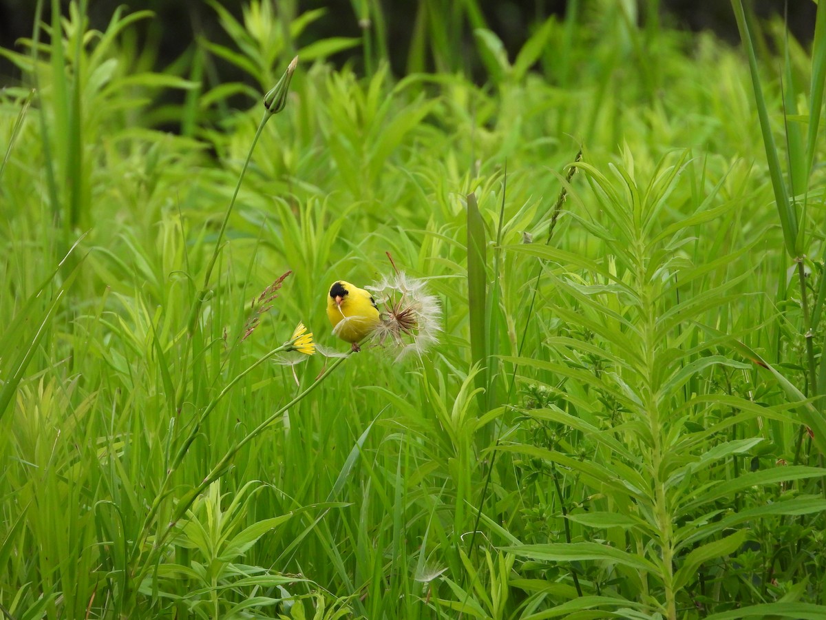 American Goldfinch - ML620724255