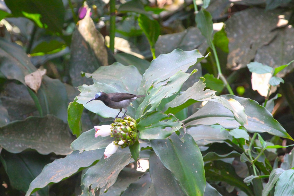 Blue-throated Brown Sunbird - ML620724259