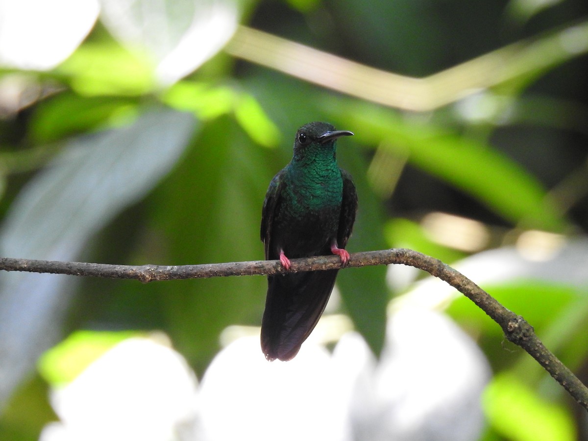 Colibrí Patirrojo - ML620724264