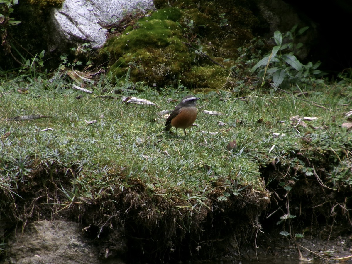 ヒタキタイランチョウ - ML620724266