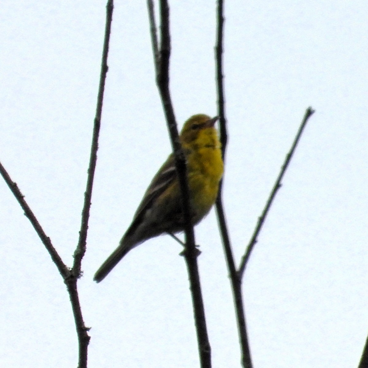 Pine Warbler - ML620724269