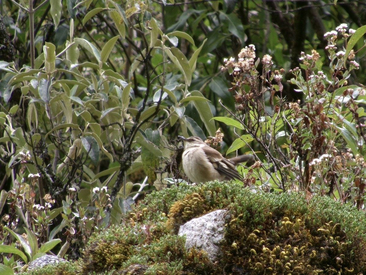 Cream-winged Cinclodes - ML620724273