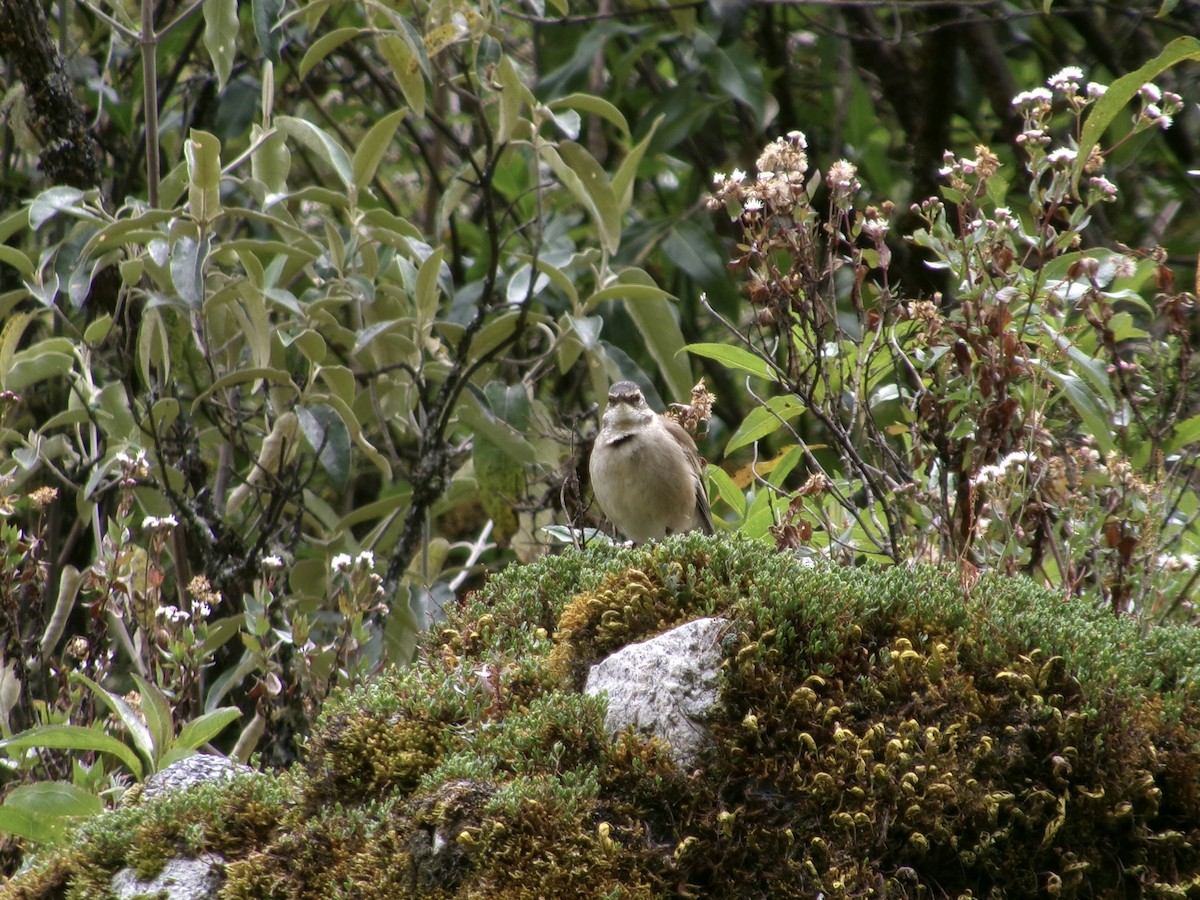 Cream-winged Cinclodes - ML620724274