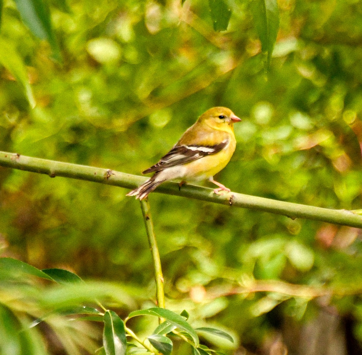 Chardonneret jaune - ML620724275