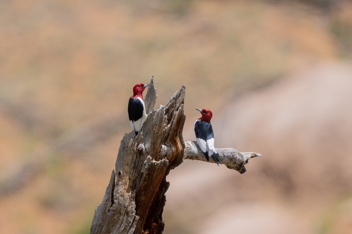 Red-headed Woodpecker - ML620724279