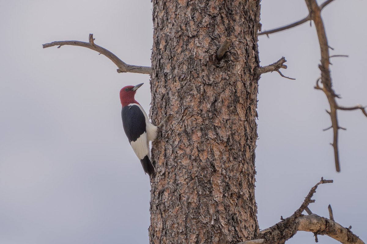 Red-headed Woodpecker - ML620724280