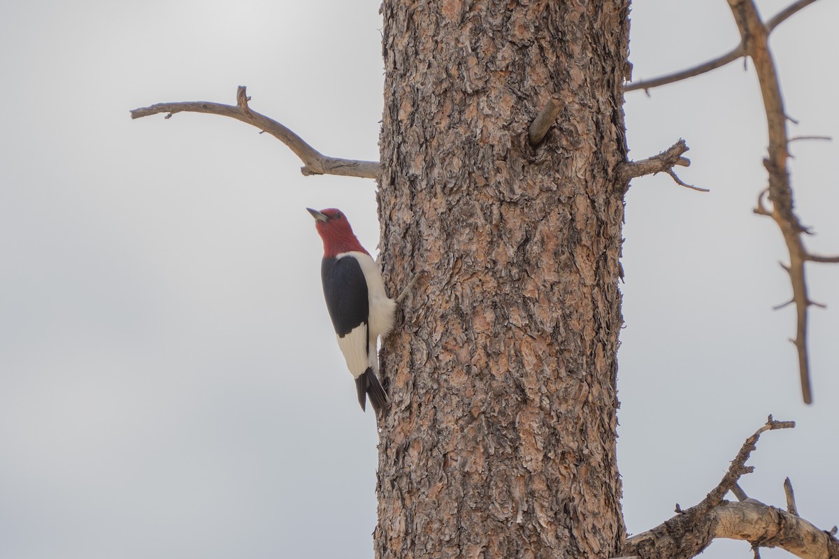 Red-headed Woodpecker - ML620724281