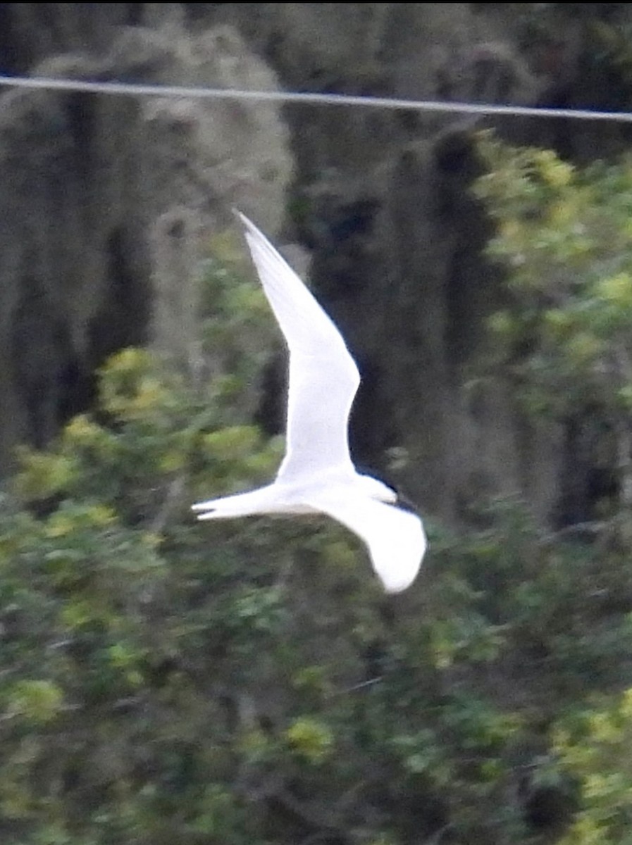 Gull-billed Tern - ML620724283