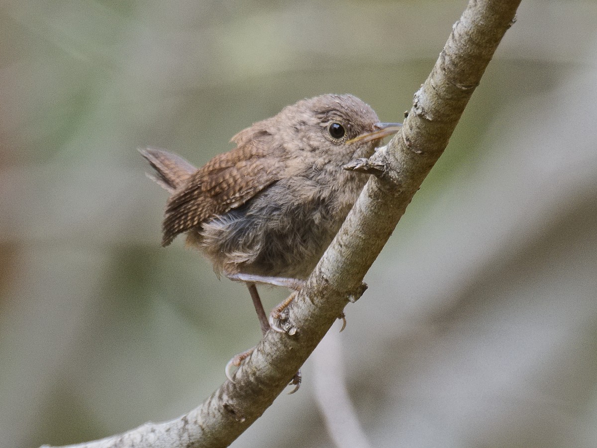 House Wren (Northern) - ML620724289