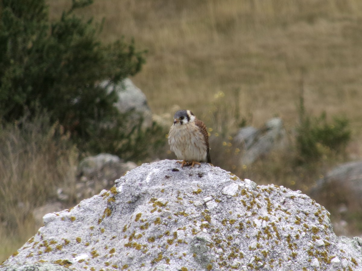 American Kestrel - ML620724290