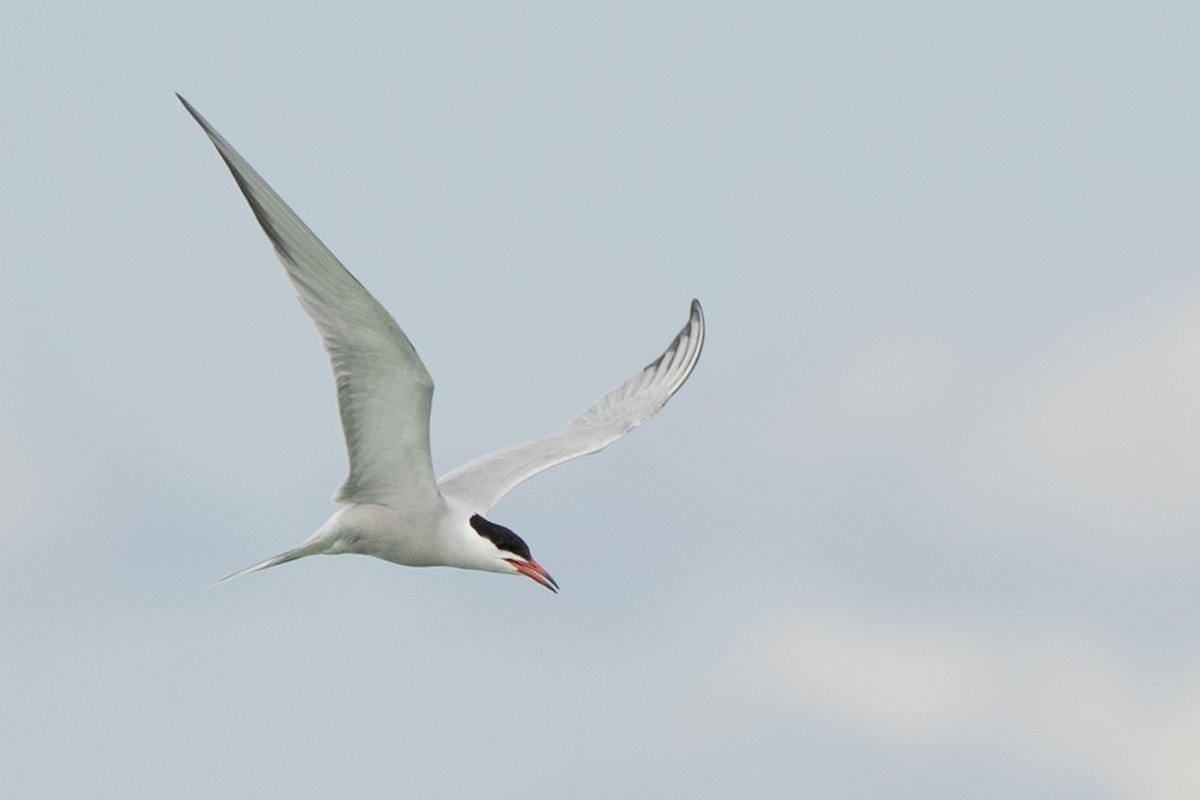Common Tern - ML620724292