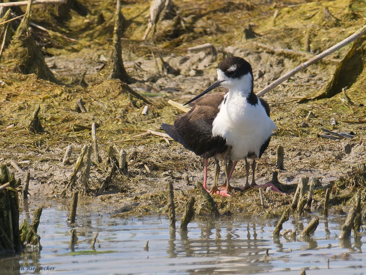 Schwarznacken-Stelzenläufer - ML620724297