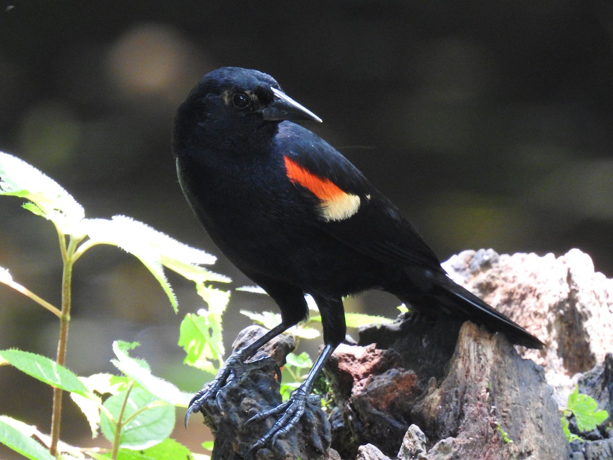 Red-winged Blackbird - ML620724298