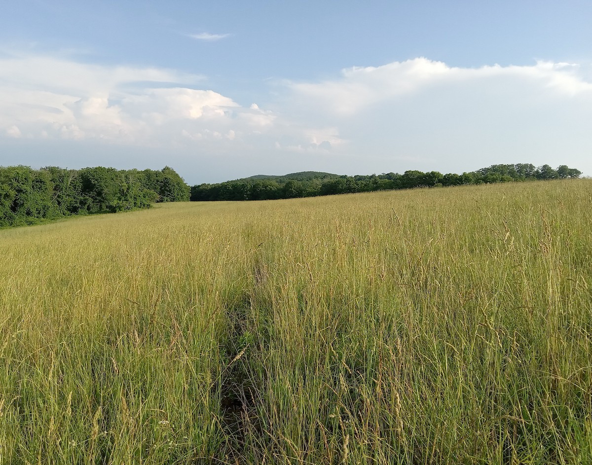 Northern Harrier - ML620724302